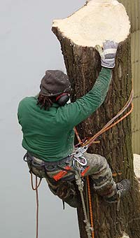 TREEMAN FREEMAN • Baumpflege • Fällung • Sanierung